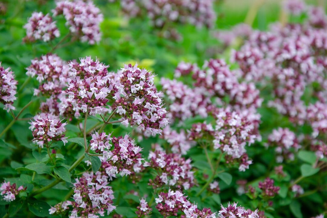 Oregano plant used to treat candidiasis